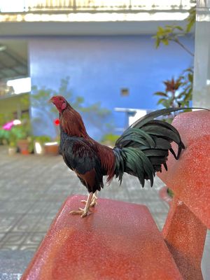 cặp trống nọc mỹ. Mua bán Gà tại Thành phố Dĩ An Bình Dương được đăng bởi Phuong