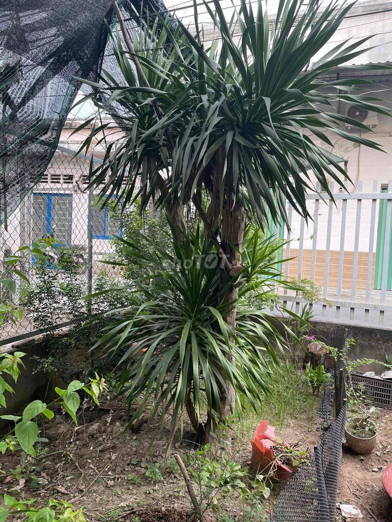 phát tài núi loại cây phong thuỷ. Mua bán Cây cảnh, đồ trang trí tại Huyện Cái Bè Tiền Giang được đăng bởi Thành trung Phan hình 1