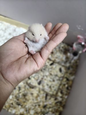 Hamster Bear baby