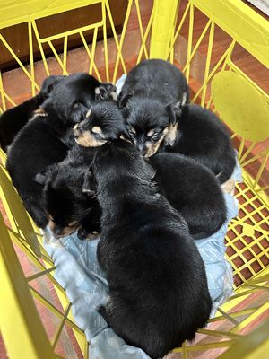 CHÓ BABY CORGI LAI PHỐC THÁI. Mua bán Chó tại Quận Đống Đa Hà Nội được đăng bởi Ngoc Tran