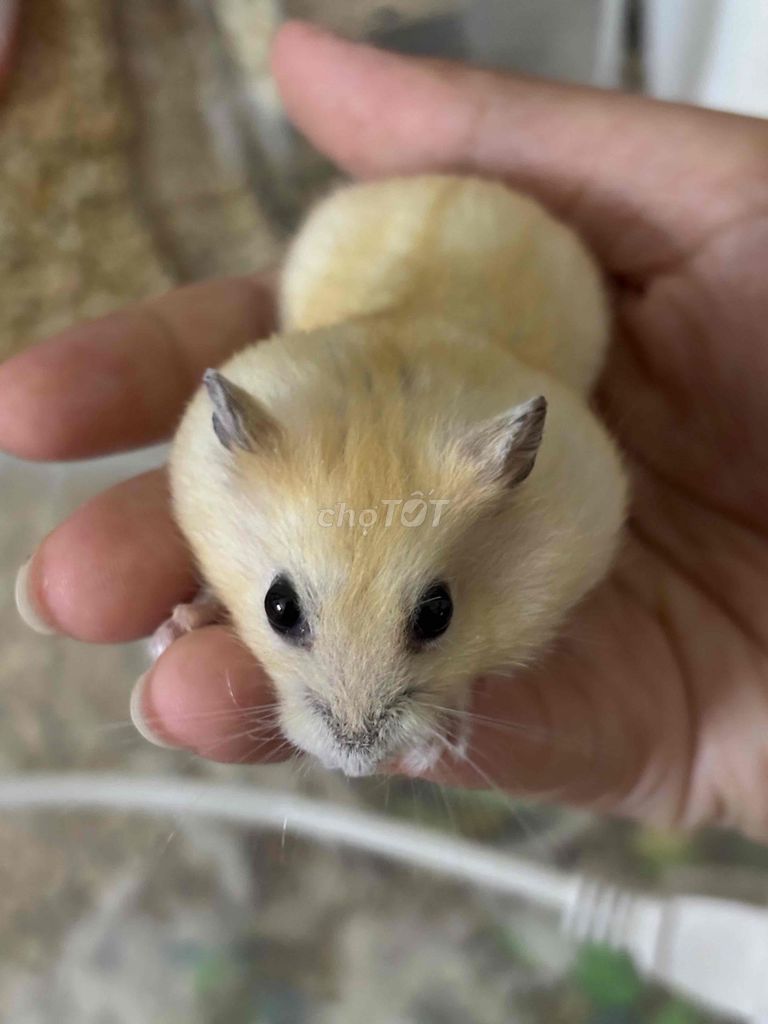 Chuột Hamster Winter White Vàng chanh. Mua bán Thú cưng khác tại Quận 12 Tp Hồ Chí Minh được đăng bởi Minhh hình 1