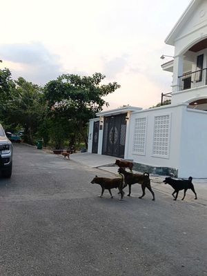 Bán lô đất 165m2 đường oto PVD Hiệp Bình chánh Thủ Đức 13 tỷ 8