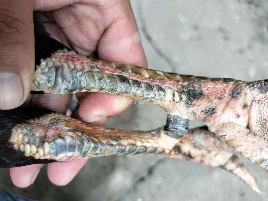 Siu mỹ 3k2 1x đâu trường