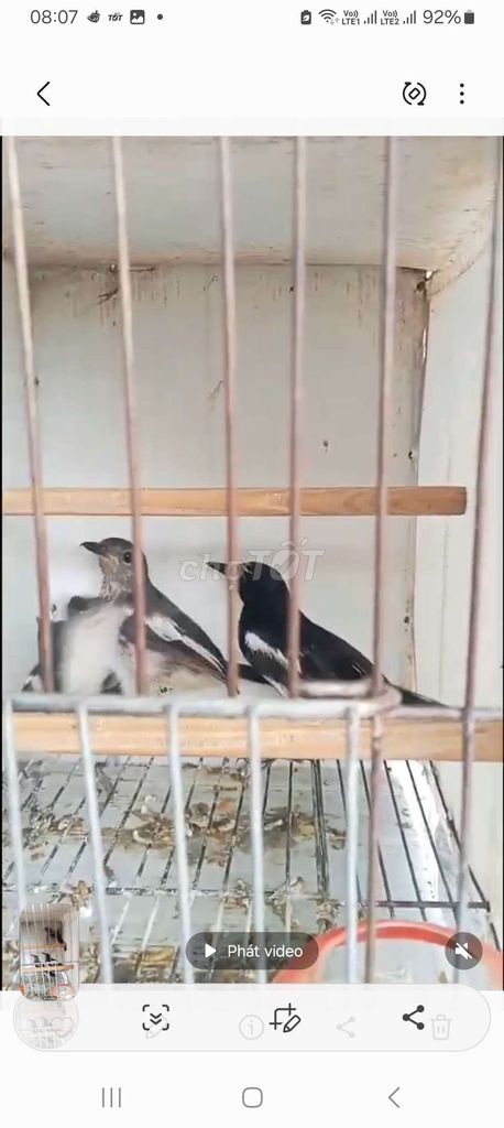 Chim chòe than đen trắng. Mua bán Chim tại Quận Long Biên Hà Nội được đăng bởi tổng kho sỉ hình 1