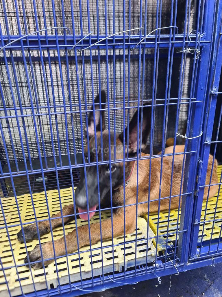 cần bán malinois