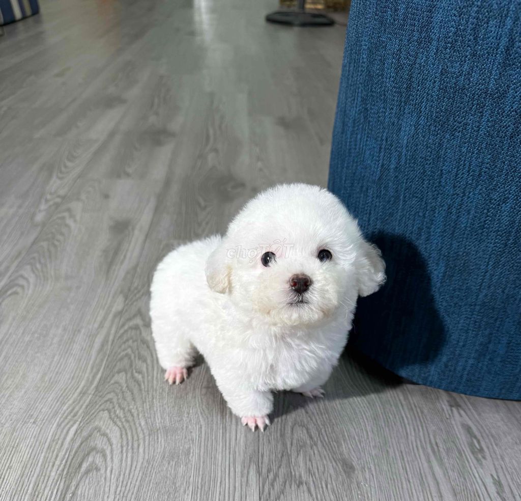 chó poodle mua về không chăm đc nha. Mua bán Chó tại Quận Hoàng Mai Hà Nội được đăng bởi Quốc bảo hình 1