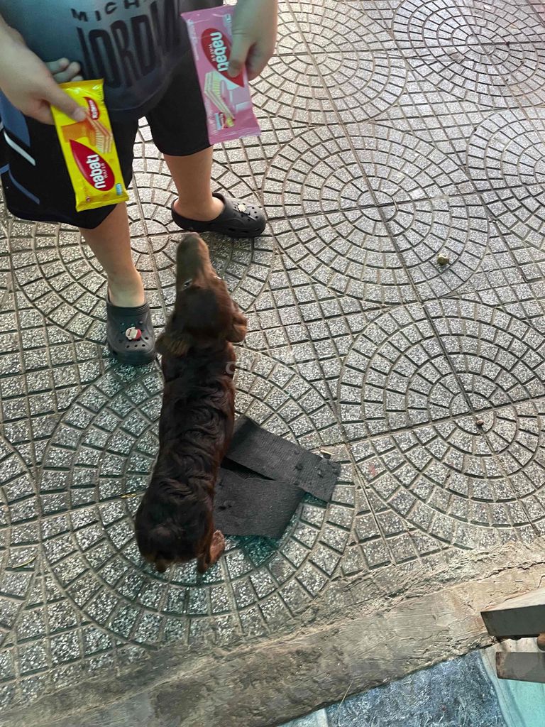 Chó Poodle nâu cái. Mua bán Chó tại Quận Cẩm Lệ Đà Nẵng được đăng bởi Hồ Như Đạt hình 1