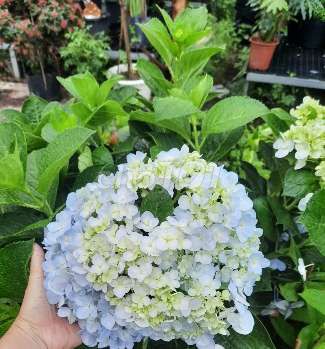 Cây Hoa MiMoSa💕 tuyệt đẹp, đang💖 bông. Mua bán Cây cảnh, đồ trang trí tại Quận Gò Vấp Tp Hồ Chí Minh được đăng bởi Hoa kiểng  To Kem hình 5