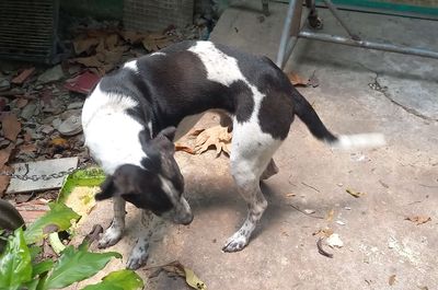 Chó Đốm lai Béc. Mua bán Chó tại Thành phố Thủ Dầu Một Bình Dương được đăng bởi Hoàng Cru