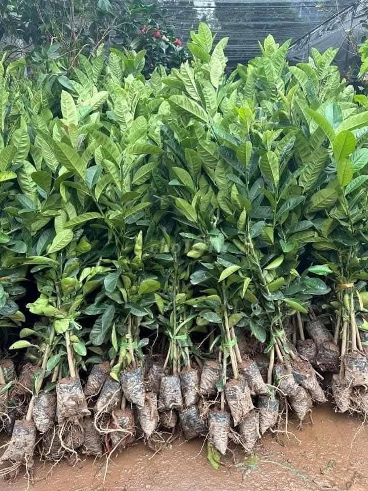 Cây giống Phật thủ. Mua bán Đồ chuyên dụng, Giống nuôi trồng tại Huyện Gia Lâm Hà Nội được đăng bởi Cây Giống Kinh Tế hình 1