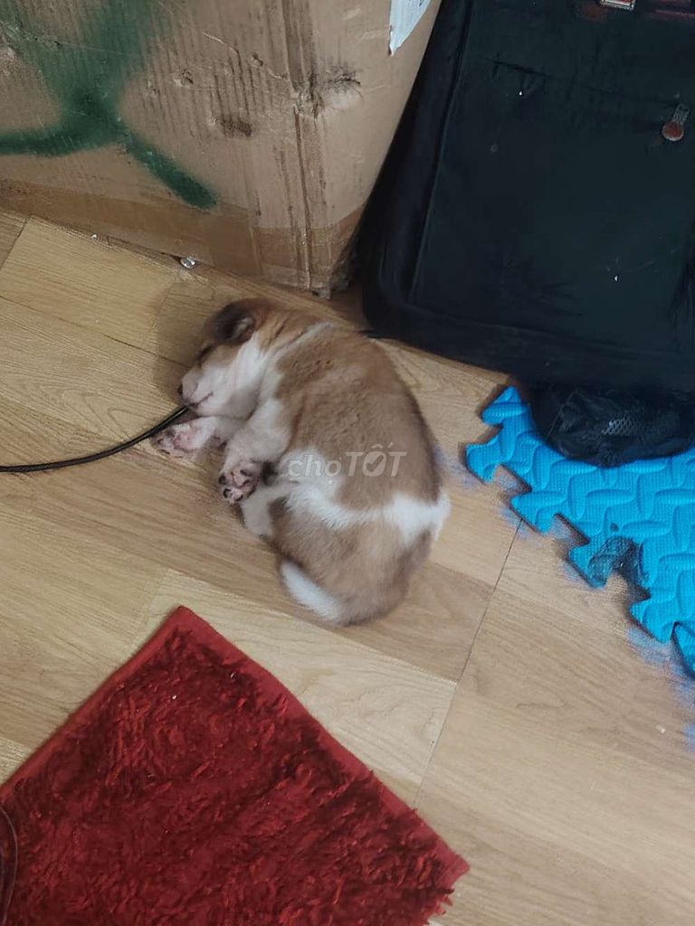 Chó Poodle Nâu trắng cả hai. Mua bán Chó tại Thành phố Thuận An Bình Dương được đăng bởi Tân hình 1