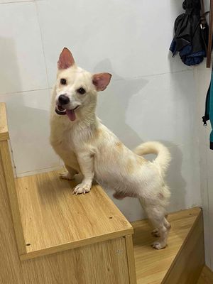 Chó Corgi lai lông trắng