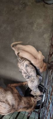 Chó phú quốc thuần chủng. Mua bán Chó tại Huyện Trảng Bom Đồng Nai được đăng bởi suneo