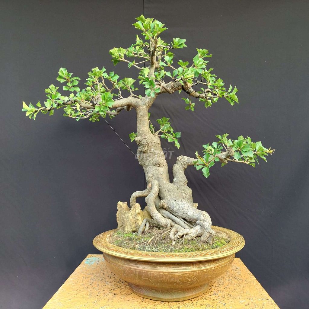 Cây cảnh Lộc vừng Bonsai mẫu tử. Mua bán Cây cảnh, đồ trang trí tại Thành phố Thủ Đức Tp Hồ Chí Minh được đăng bởi Trần Xuân Dương hình 1