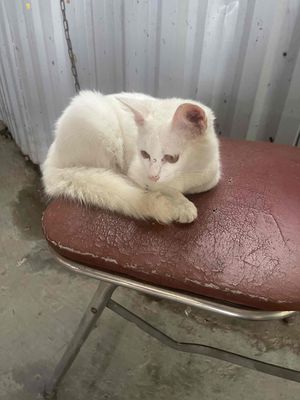 bán mèo con lông xù màu trắng. Mua bán Mèo tại Huyện Gia Lâm Hà Nội được đăng bởi HIỀN NHÀ ĐẤT THỔ CƯ 