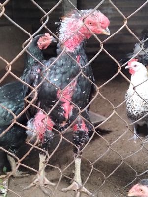 Gà chọi Ô Đực. Mua bán Gà tại Quận Ngũ Hành Sơn Đà Nẵng được đăng bởi Tên chưa cung cấp