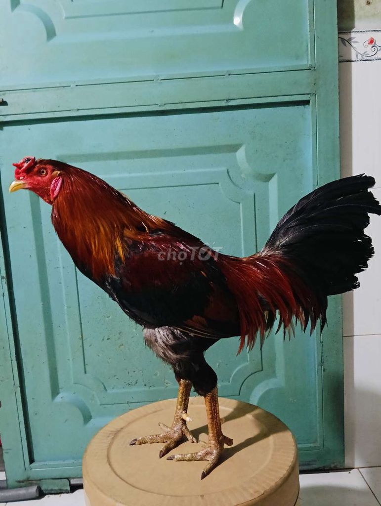 Điều hách mỹ 2k9 tay tốt
