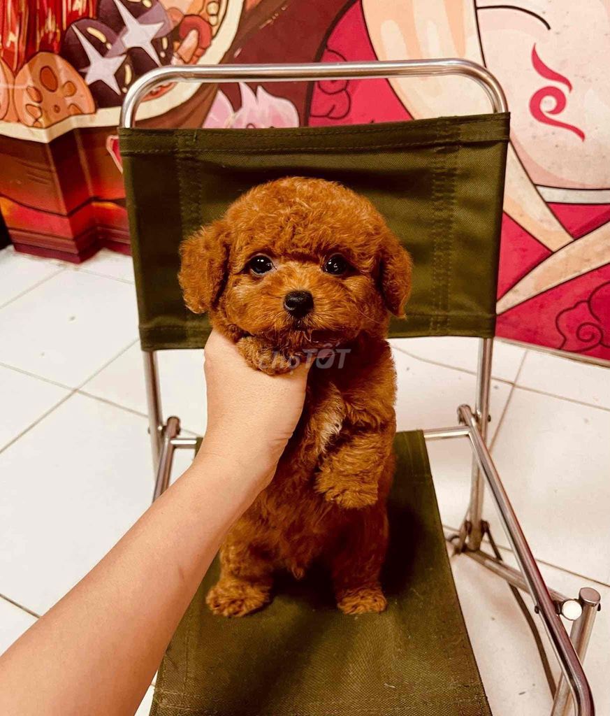 Chó Poodle Nâu đỏ Đã tiêm phòng. Mua bán Chó tại Thành phố Vĩnh Long Vĩnh Long được đăng bởi Nguyễn Thị Huỳnh Mai hình 1