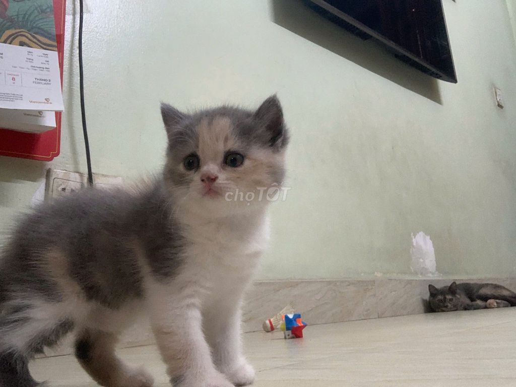 Mèo Anh lông ngắn lai cái Tam thể. Mua bán Mèo tại Quận Đống Đa Hà Nội được đăng bởi Lợi Tòng Thị hình 1