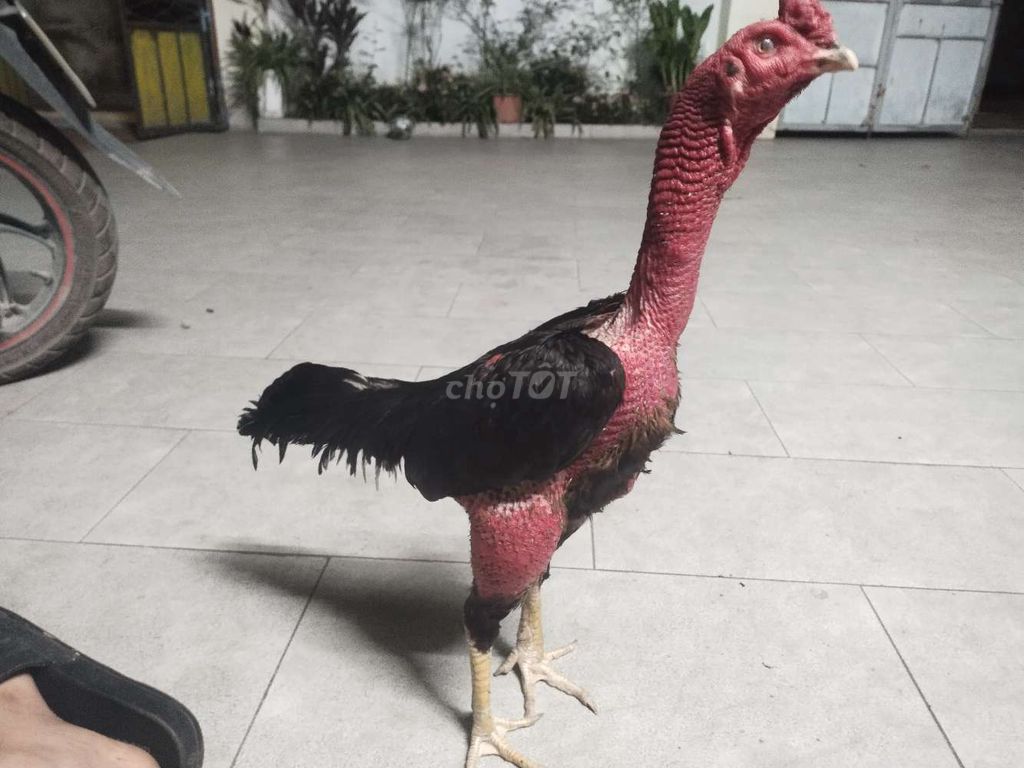 Gà chọi Đực Đen, Đỏ 2.65 kg. Mua bán Gà tại Huyện Đông Anh Hà Nội được đăng bởi Hoàng Đức Việt hình 1