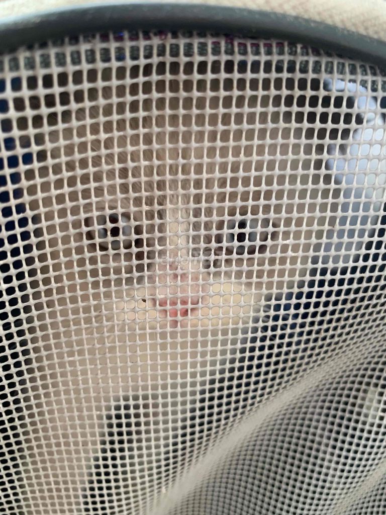 Mèo Anh lông tai cụp ngắn dưới 4 tháng. Mua bán Mèo tại Huyện Thuỷ Nguyên Hải Phòng được đăng bởi Đức minh Phạm hình 1