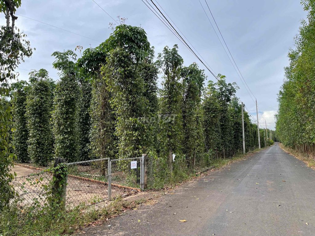 ĐẤT VƯỜN XUYÊN MỘC VỊ TRÍ ĐẸP. Mua bán Đất tại Huyện Xuyên Mộc Bà Rịa - Vũng Tàu được đăng bởi Joyce Nguyen hình 6