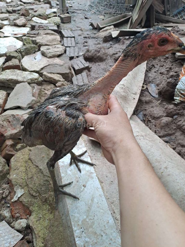 Gà thái lai. Mua bán Gà tại Huyện Quốc Oai Hà Nội được đăng bởi Huấn hình 1