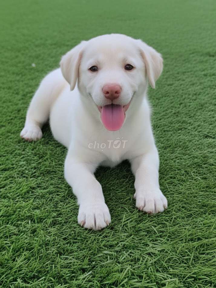 Chó Labrador F1 2 tháng Trắng Thông minh. Mua bán Chó tại Quận Tân Bình Tp Hồ Chí Minh được đăng bởi Thi Thi hình 1