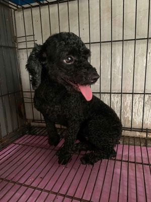 Thanh lý 2 bé Poodle Tiny. Mua bán Chó tại Huyện Bình Chánh Tp Hồ Chí Minh được đăng bởi Cường Farm