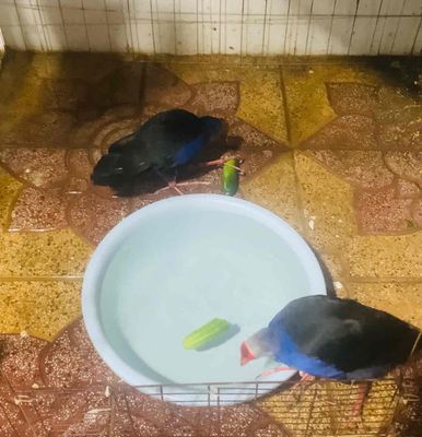 Cần bay cặp trích cồ sinh sản. Mua bán Chim tại Thành phố Sóc Trăng Sóc Trăng được đăng bởi Dự Đức