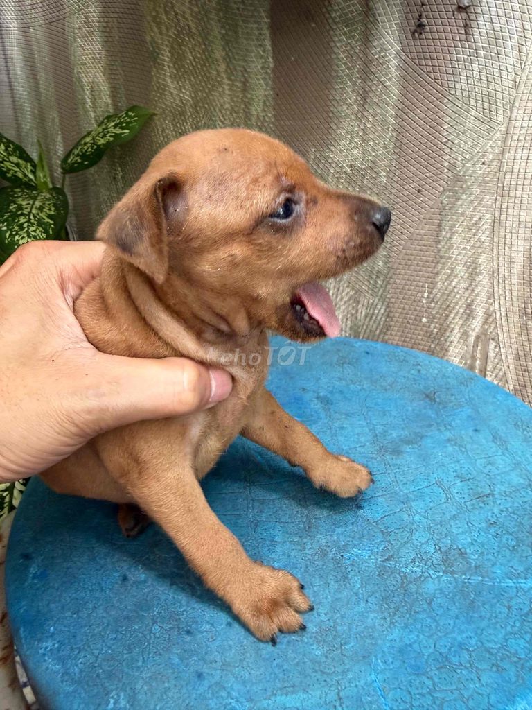 Chó Fox Nhỏ Nâu Sức khỏe Tốt giới tính nữ. Mua bán Chó tại Thành phố Nam Định Nam Định được đăng bởi Minh hình 1