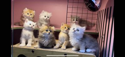 Mèo ALN ALD nhà trồng. Mua bán Mèo tại Quận 6 Tp Hồ Chí Minh được đăng bởi Yn Pomeranians