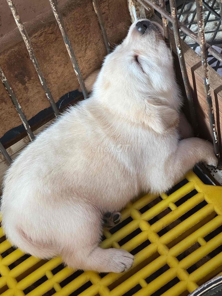 labrador thuần chủng tìm bát mới☘️☘️☘️. Mua bán Chó tại Quận Cẩm Lệ Đà Nẵng được đăng bởi Huyền chip hình 1