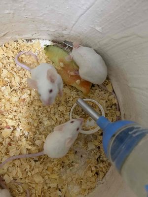 Chuột bạch. Mua bán Thú cưng khác tại Thành phố Thủ Dầu Một Bình Dương được đăng bởi Thảo Quyên