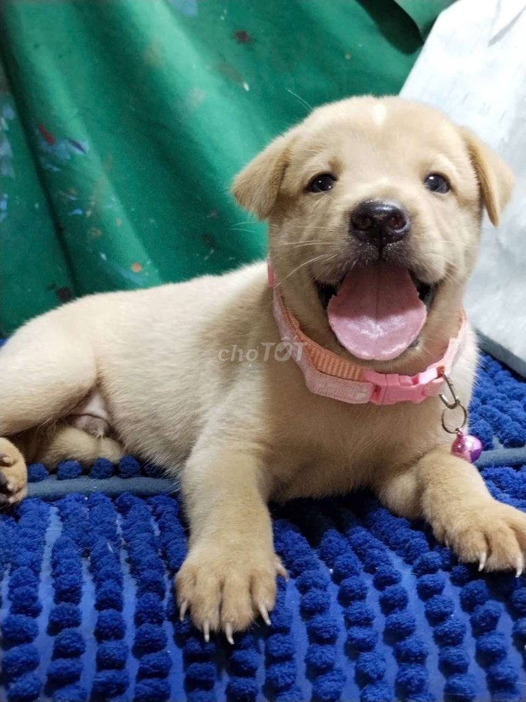 Chó Golden F1 đực Vàng kem thân thiện biết ngồi xe. Mua bán Chó tại Quận Bình Tân Tp Hồ Chí Minh được đăng bởi Nguyễn Hằng hình 1