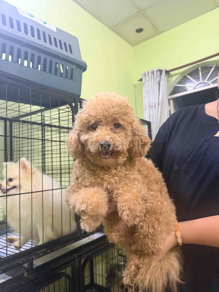 Chó Poodle Cái Nâu đỏ 6 tháng Thuần chủng. Mua bán Chó tại Quận Gò Vấp Tp Hồ Chí Minh được đăng bởi Trần Phúc hình 1