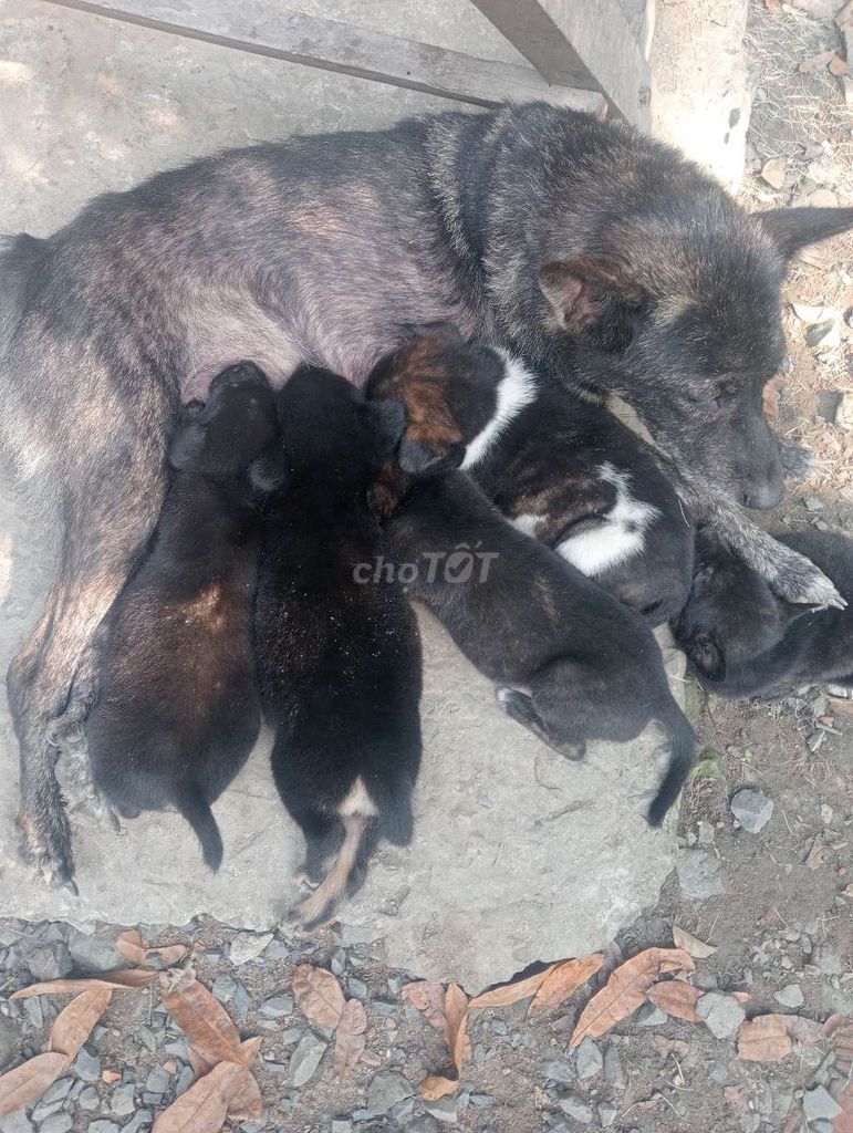 chó cỏ. Mua bán Chó tại Thành phố Bến Tre Bến Tre được đăng bởi KieuLan hình 1