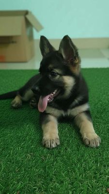 Becgie mặt siêu đẹp, lanh lợi, giữ nhà giỏi