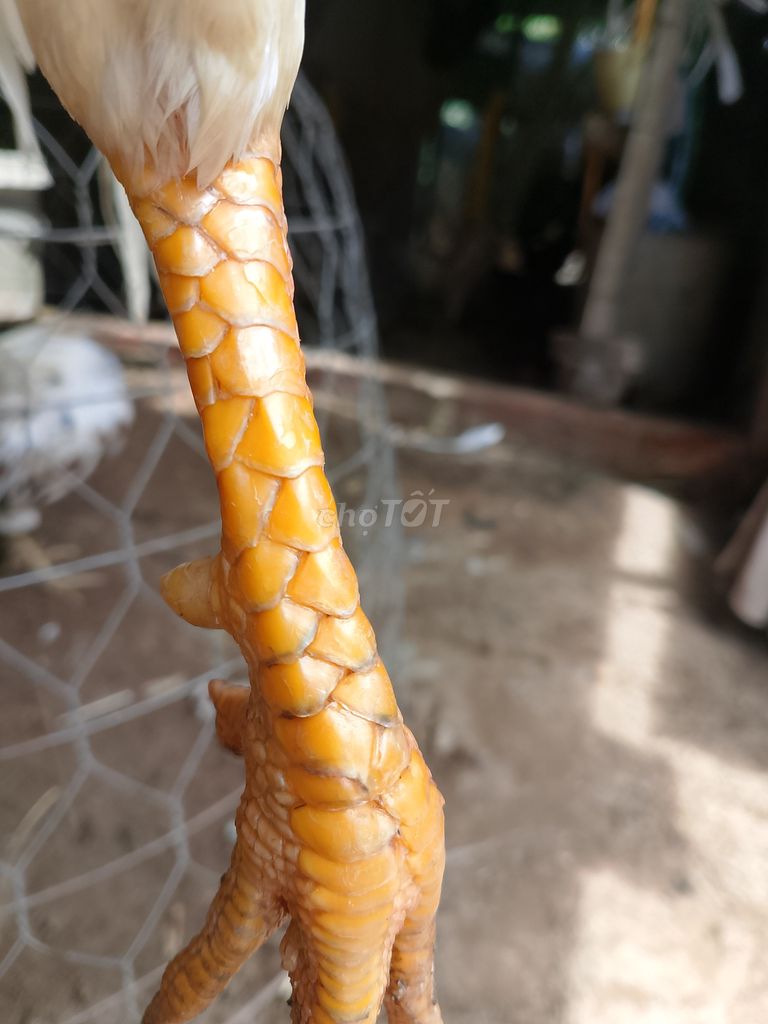 Ông già Noel 2.5kg lông non đầy mình. Mua bán Gà tại Huyện Châu Phú An Giang được đăng bởi Lộc Le hình 1