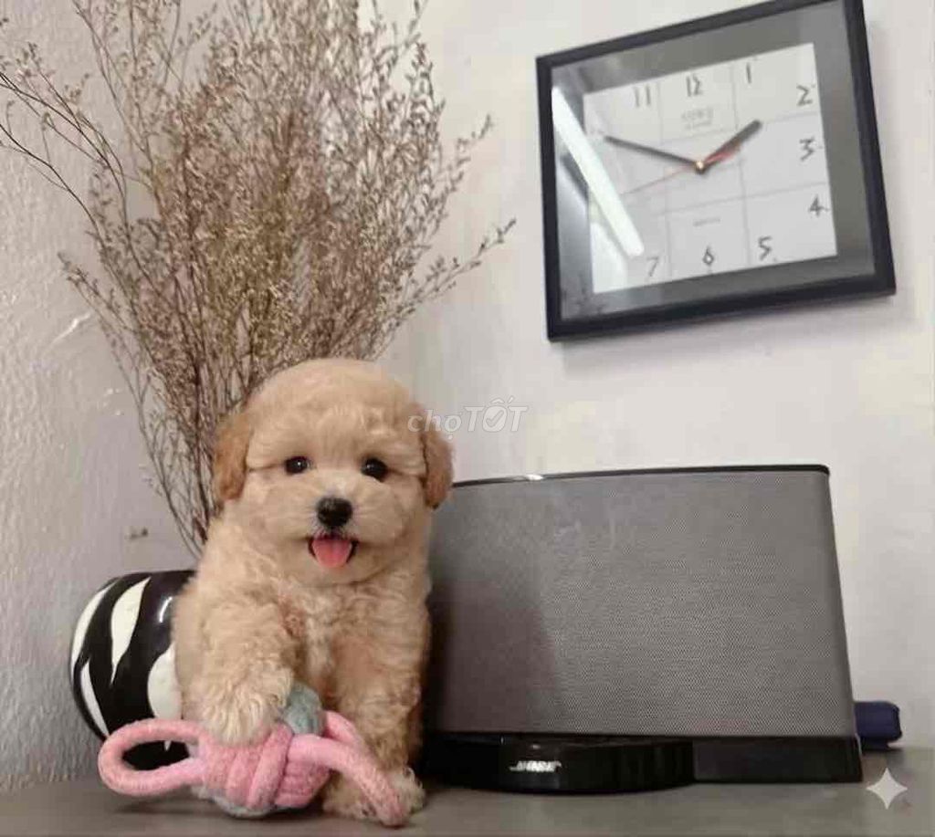 Chó Poodle tiny chân lùn mõm ngắn (đúng hình). Mua bán Chó tại Quận Gò Vấp Tp Hồ Chí Minh được đăng bởi Đại hình 1