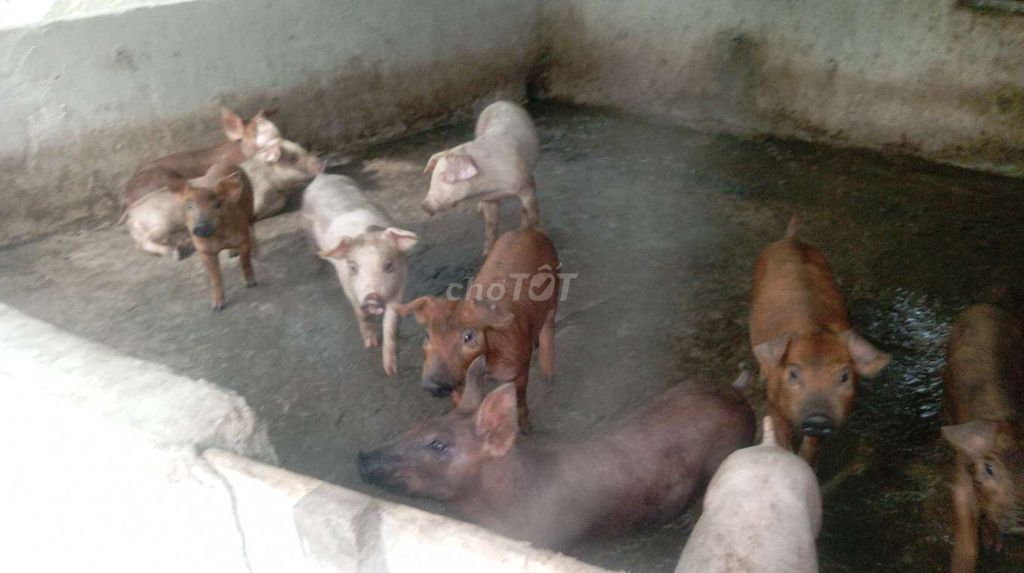 Heo giống 12-15kg 1,5 tháng. Mua bán Đồ chuyên dụng, Giống nuôi trồng tại Huyện Phụng Hiệp Hậu Giang được đăng bởi Ngọc Trâm hình 1