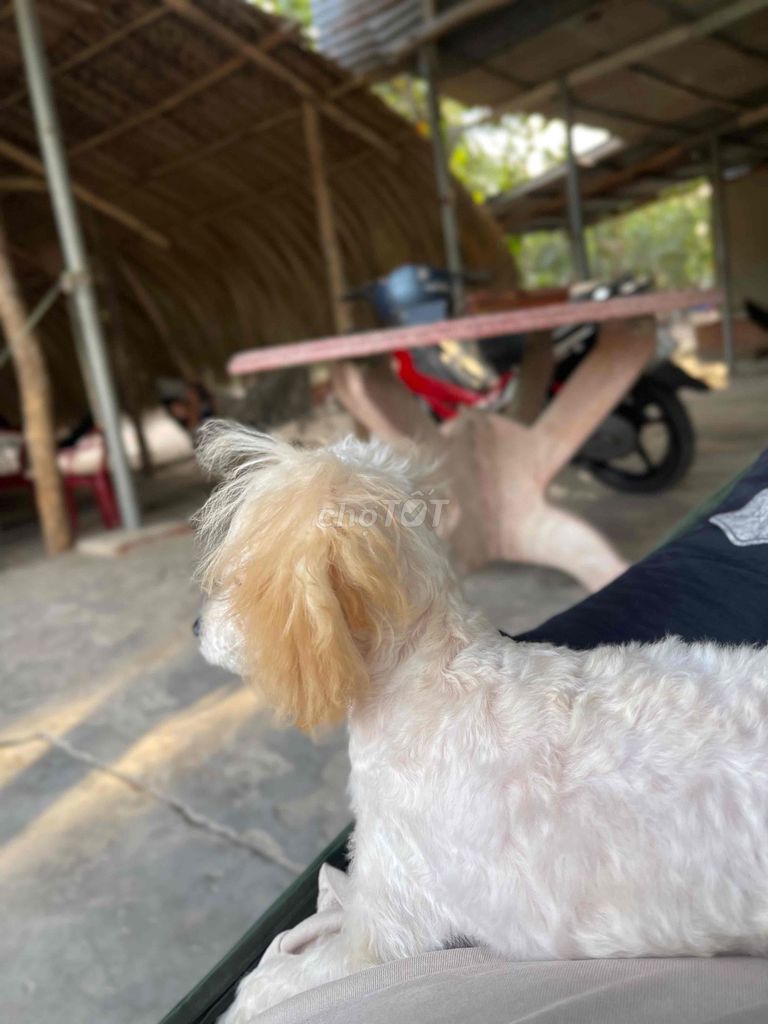 Chó Poodle Trắng kem. Mua bán Chó tại Huyện Nhơn Trạch Đồng Nai được đăng bởi Thanh An hình 1