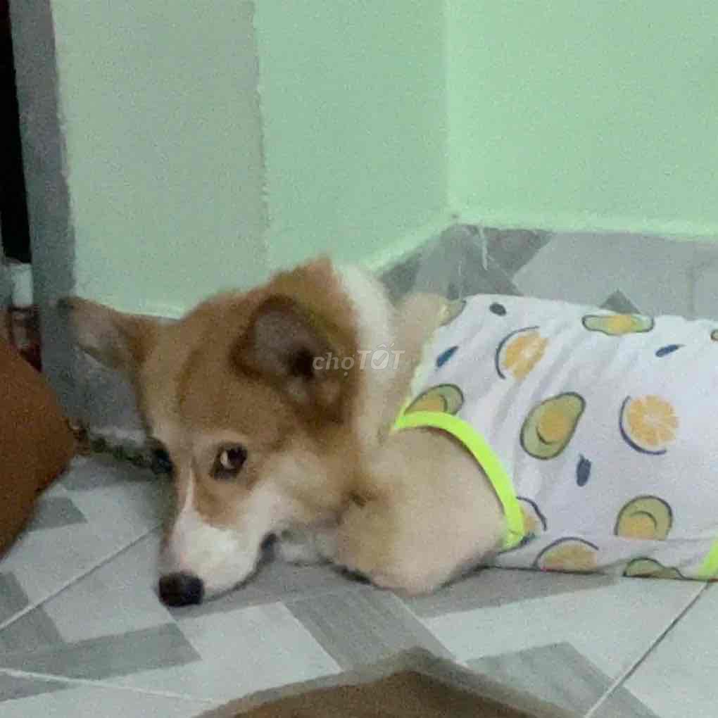 corgi đực còn zin 1 tuổi tròn