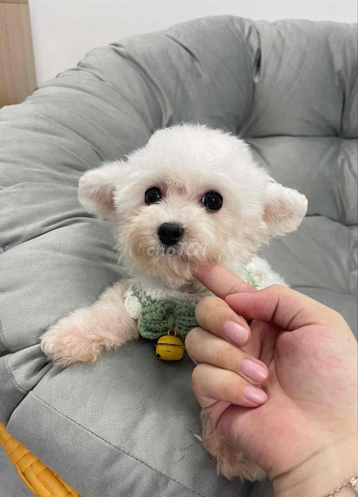 Bichon Mix Size Teacup. Mua bán Chó tại Quận Bình Tân Tp Hồ Chí Minh được đăng bởi Linh Chi hình 1