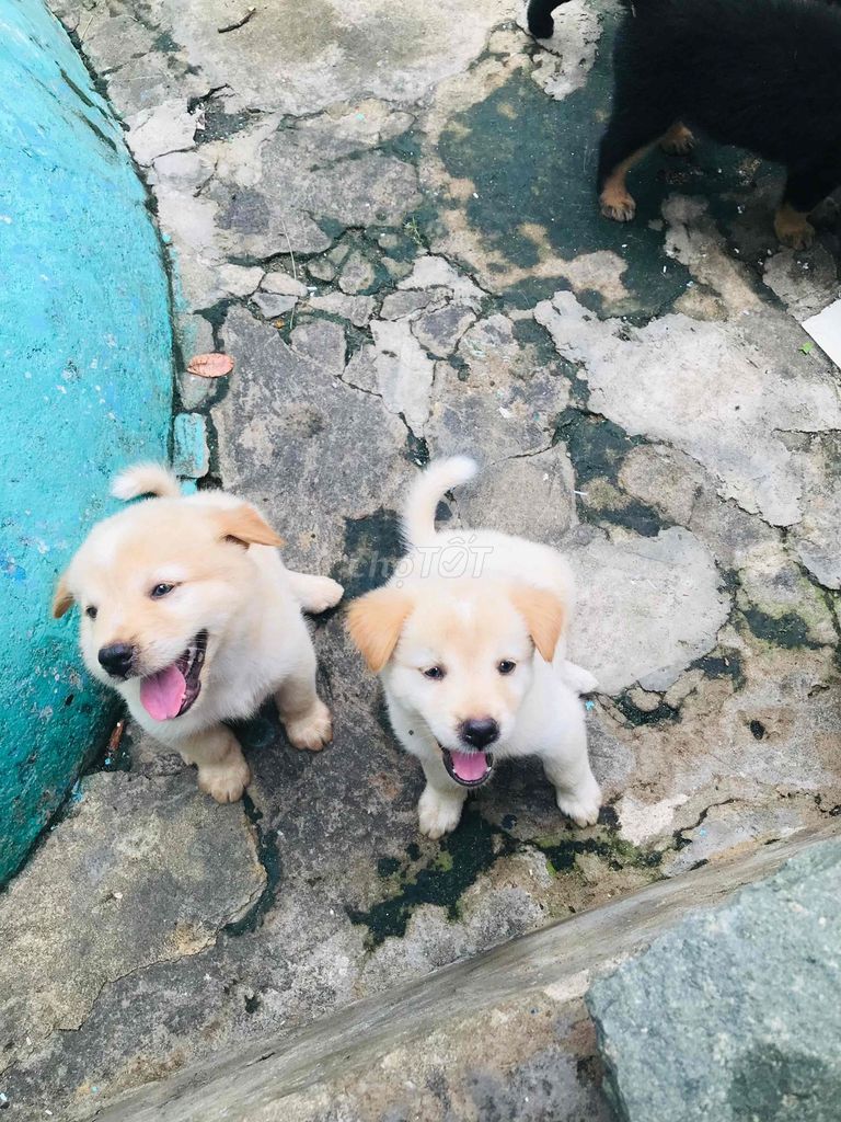 Chó con Vàng kem Đực và cái. Mua bán Chó tại Thành phố Thủ Dầu Một Bình Dương được đăng bởi Thủy hình 1