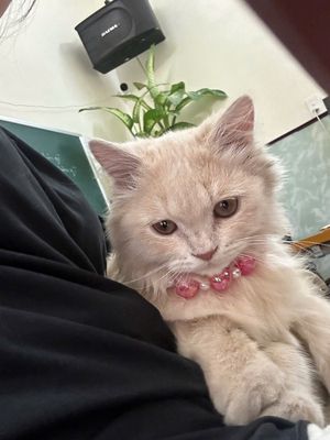 Mình cần tìm chủ mới cho con Trai. Mua bán Mèo tại Quận Hải Châu Đà Nẵng được đăng bởi tuyet anh
