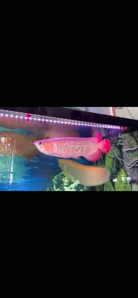 Cá Rồng Huyết Long 45cm Đỏ. Mua bán Thú cưng khác tại Quận 12 Tp Hồ Chí Minh được đăng bởi Bùi Tuấn Anh hình 1