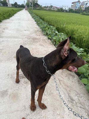 Chó Doberman nâu đen