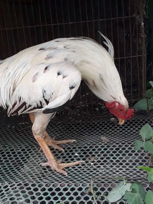 Gà bị gió bán thịt. Mua bán Gà tại Quận Thốt Nốt Cần Thơ được đăng bởi van phu toan