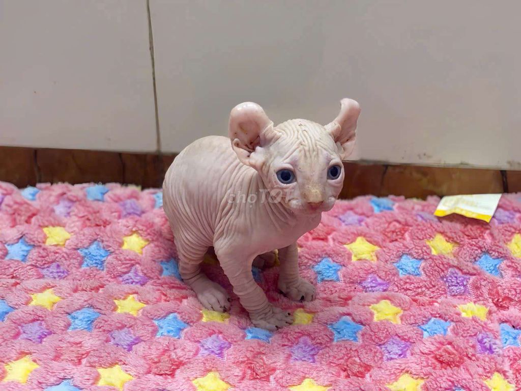 mèo Sphynx đực 2th. Mua bán Mèo tại Quận Gò Vấp Tp Hồ Chí Minh được đăng bởi Thanh Thanh hình 2